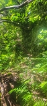 Plants: image 111 Of 208 Thumb